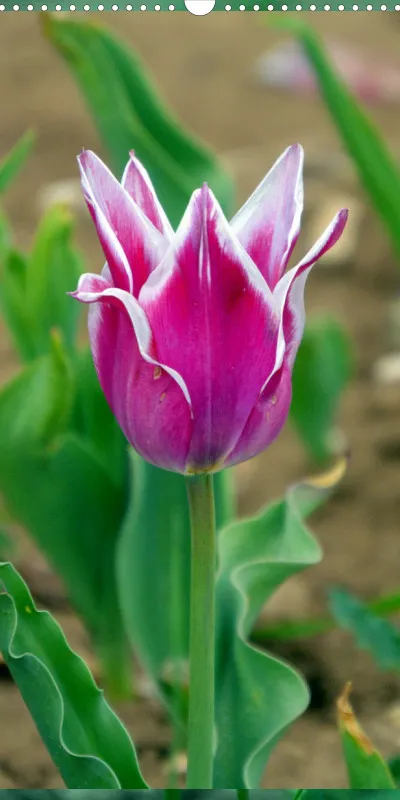 Family Planer / Tulpen