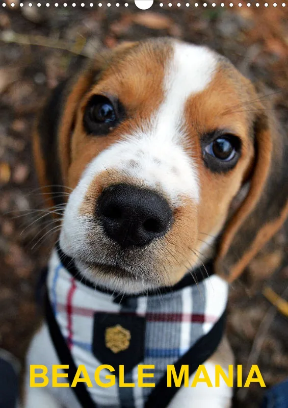 BEAGLE
