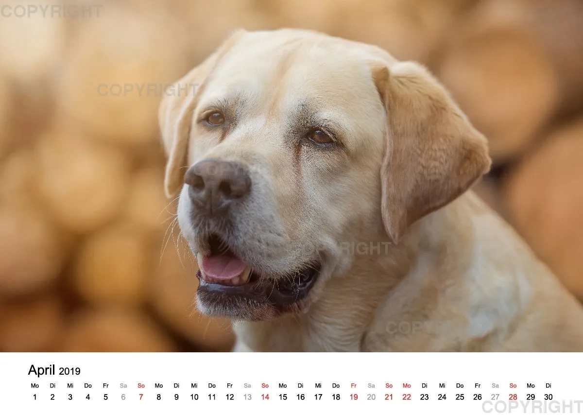 Fotokalender 2018 / Paula und Co