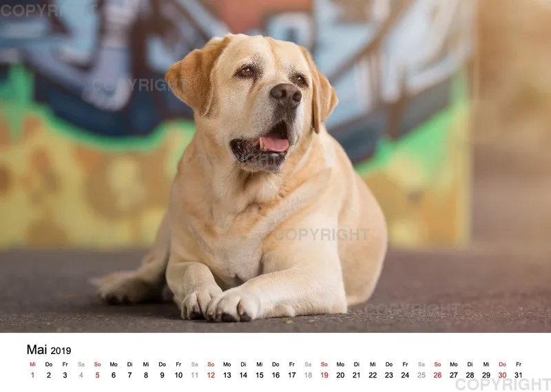 Fotokalender 2018 / Paula und Co
