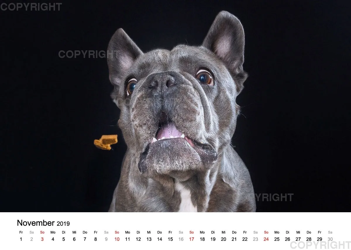 Fotokalender 2018 / Paula und Co