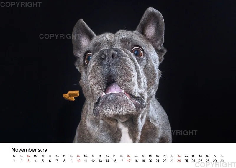 Fotokalender 2018 / Paula und Co