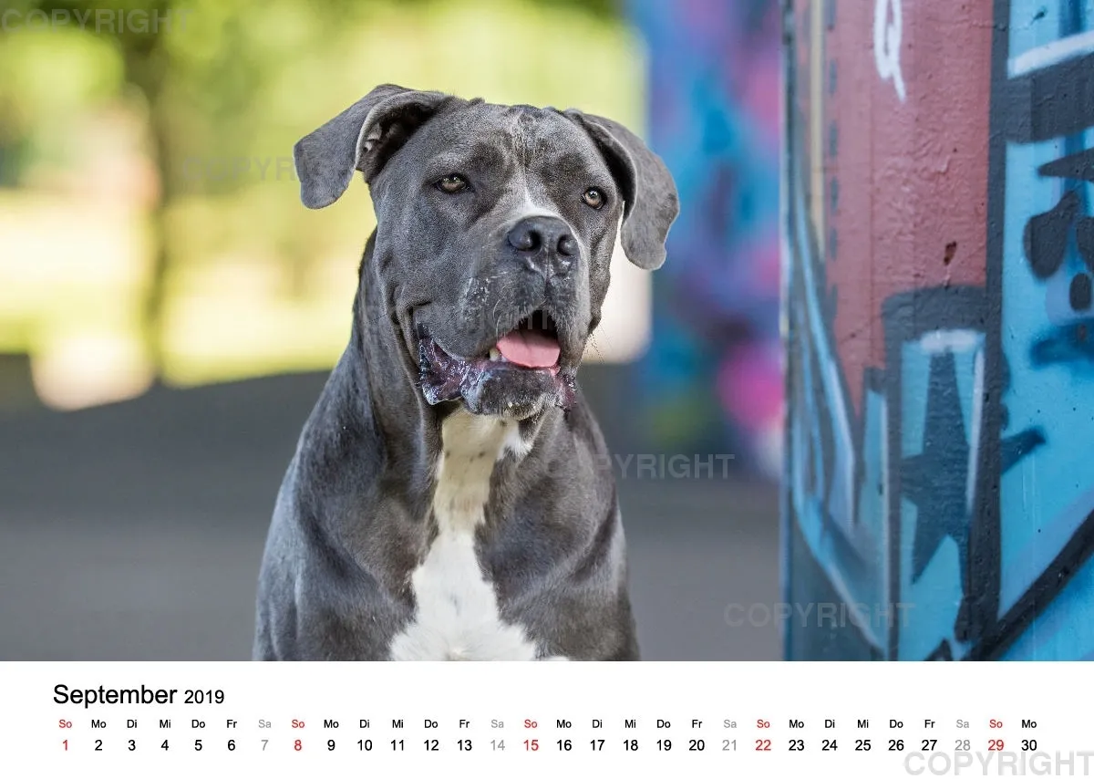 Fotokalender 2018 / Paula und Co