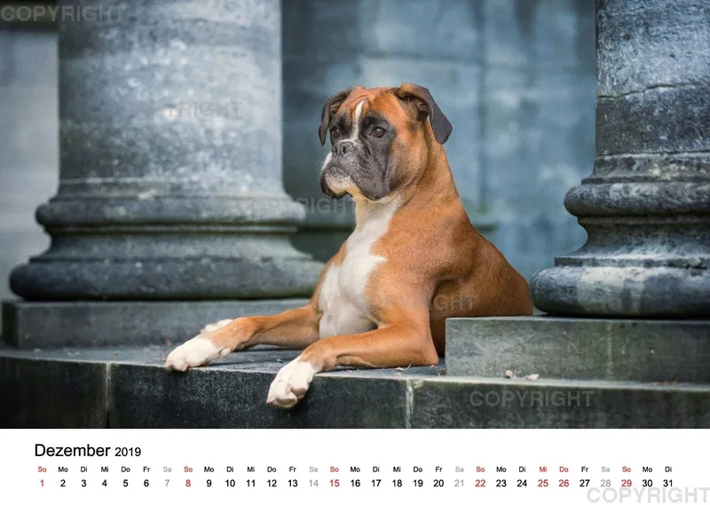 Fotokalender 2018 / Paula und Co