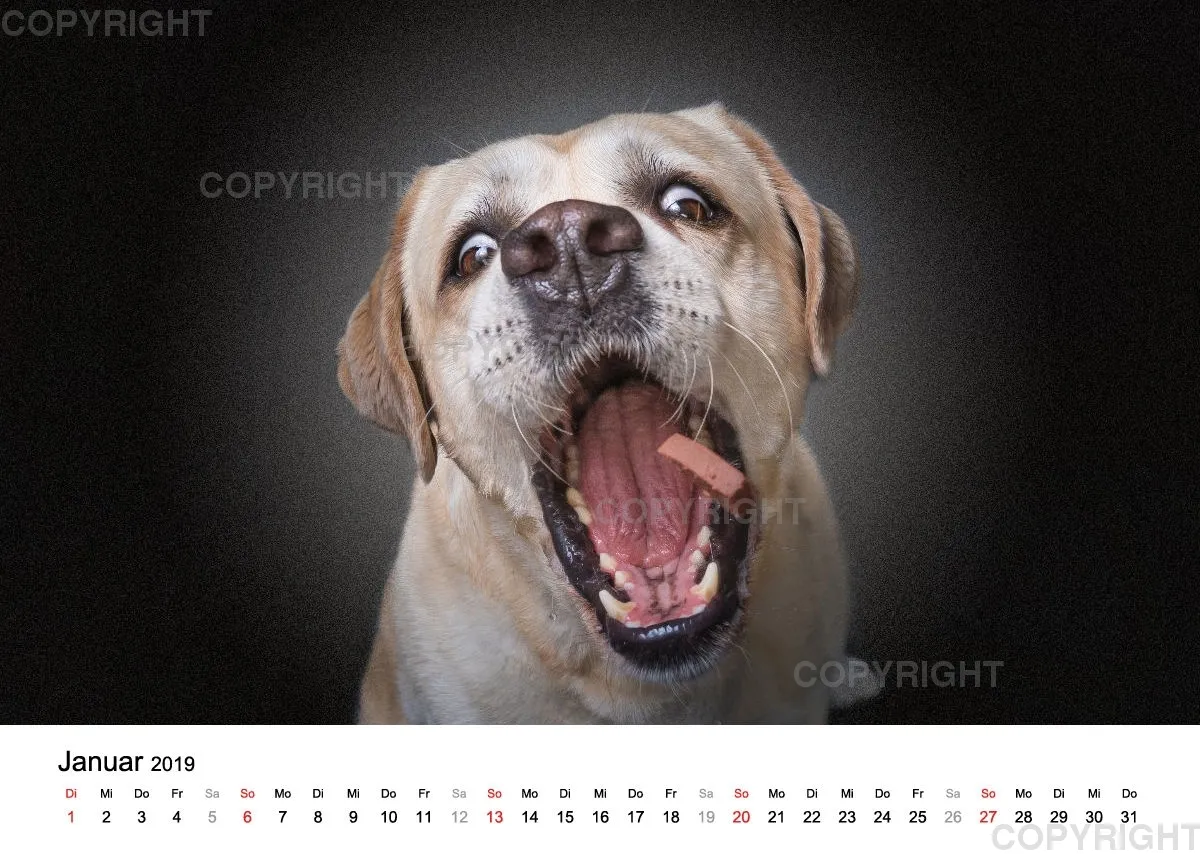 Fotokalender 2018 / Paula und Co
