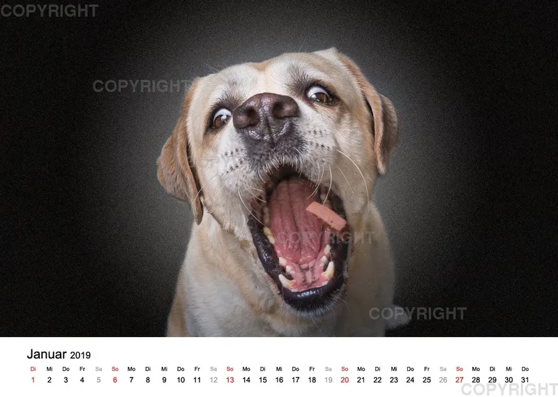 Fotokalender 2018 / Paula und Co