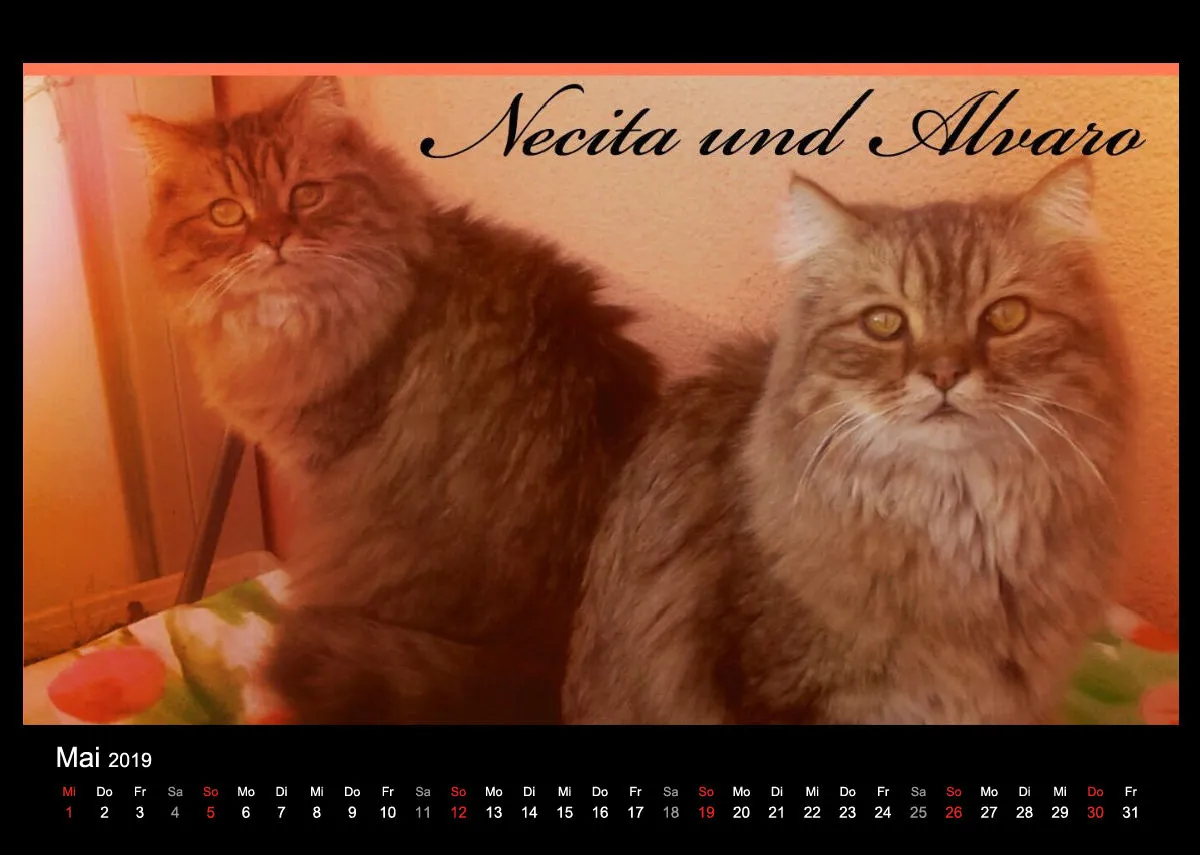 Streunerhilfe 2019