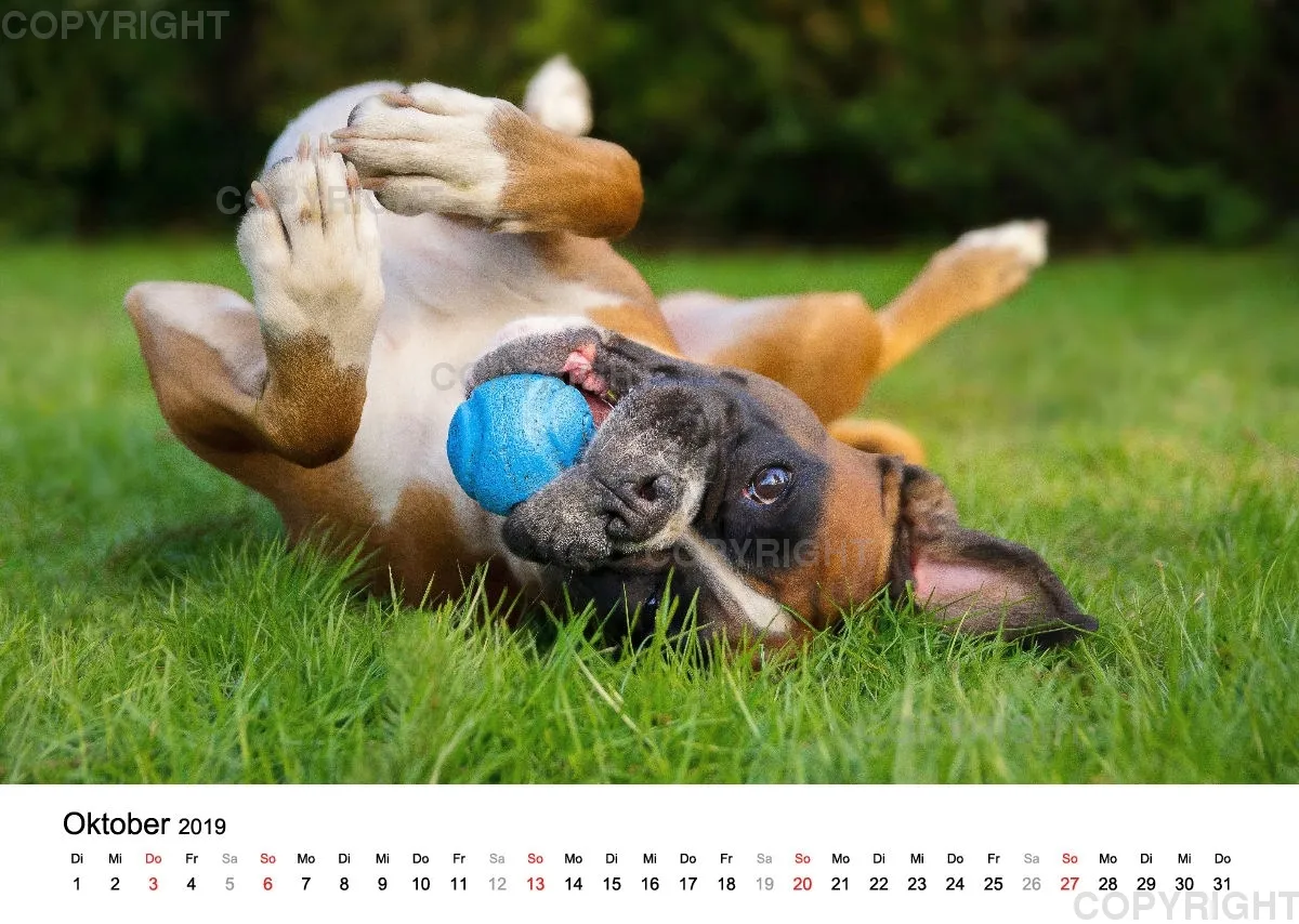 Fotokalender 2018 / Paula und Co