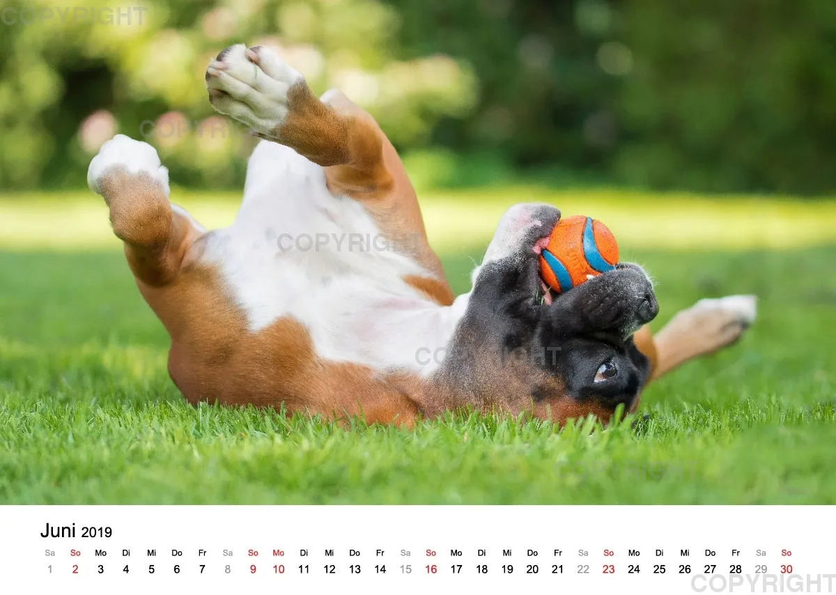Fotokalender 2018 / Paula und Co