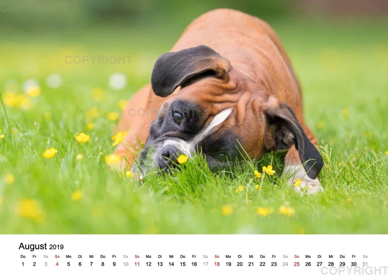 Fotokalender 2018 / Paula und Co