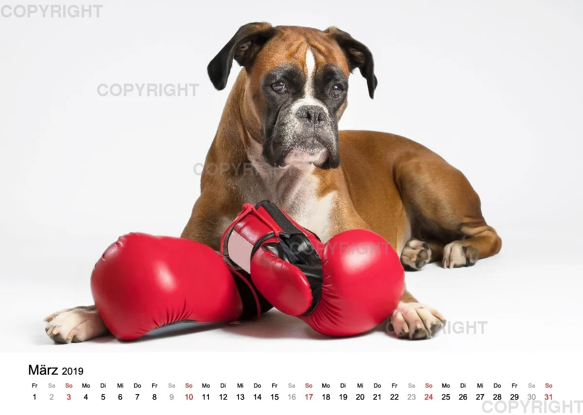 Fotokalender 2018 / Paula und Co