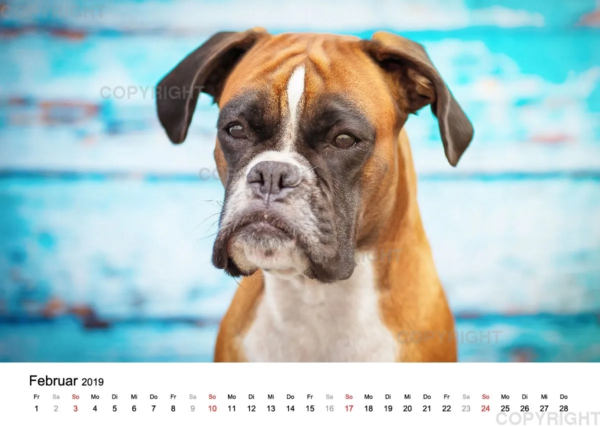 Fotokalender 2018 / Paula und Co