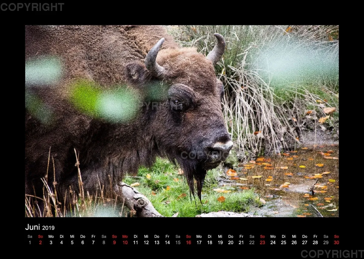Fotokalender Wild-und Wanderpark 2019