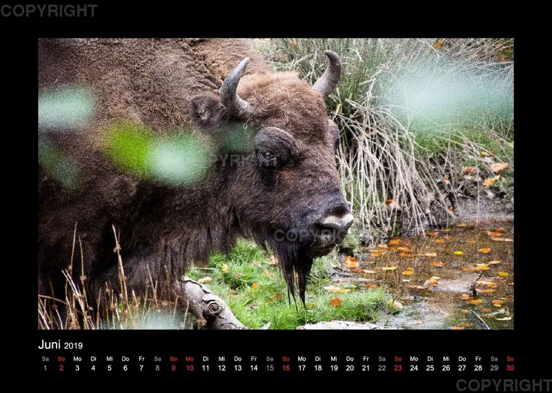 Fotokalender Wild-und Wanderpark 2019