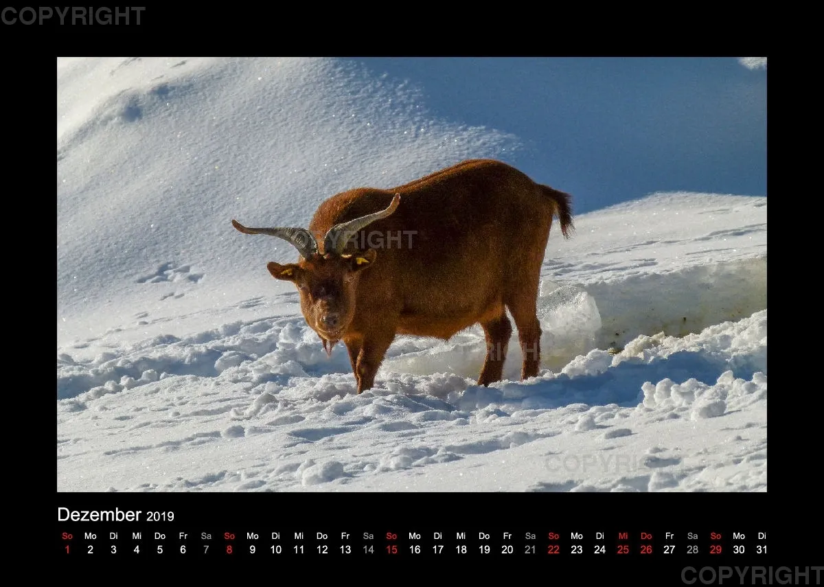Fotokalender Wild-und Wanderpark 2019