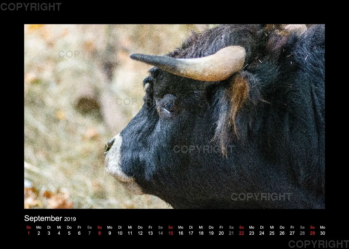 Fotokalender Wild-und Wanderpark 2019