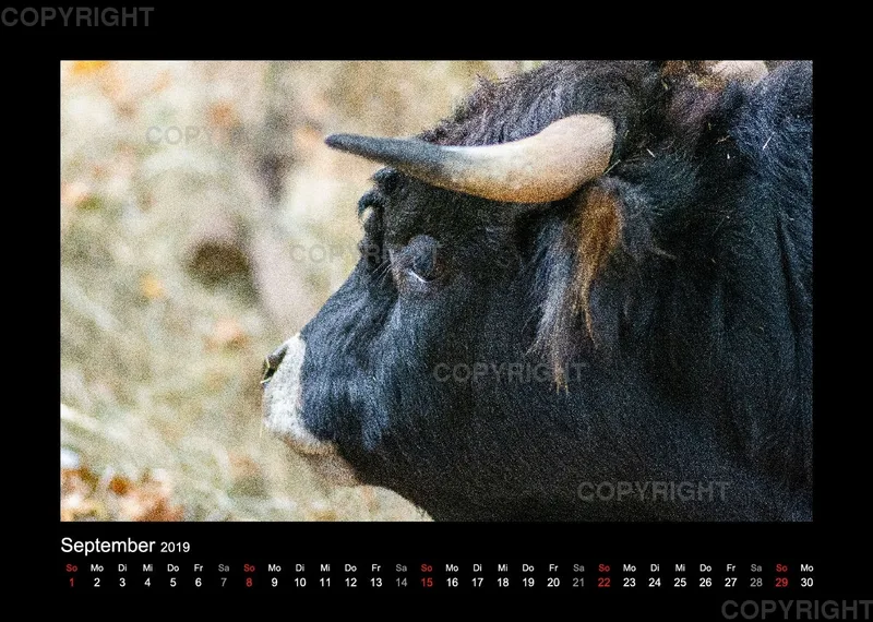 Fotokalender Wild-und Wanderpark 2019
