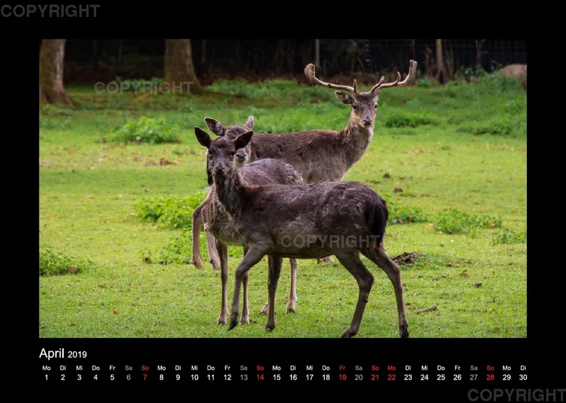 Fotokalender Wild-und Wanderpark 2019