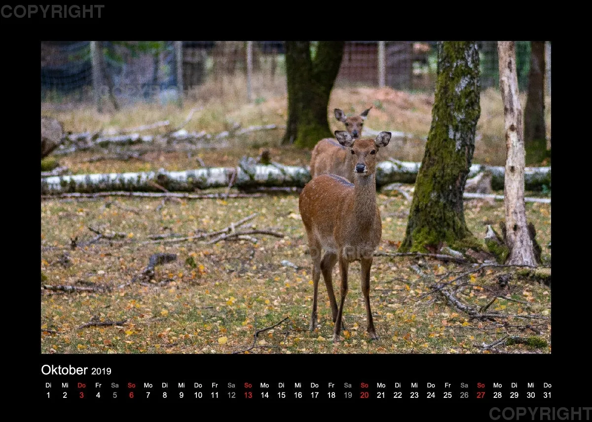 Fotokalender Wild-und Wanderpark 2019