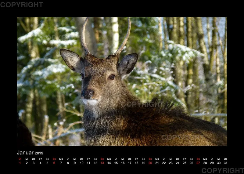 Fotokalender Wild-und Wanderpark 2019