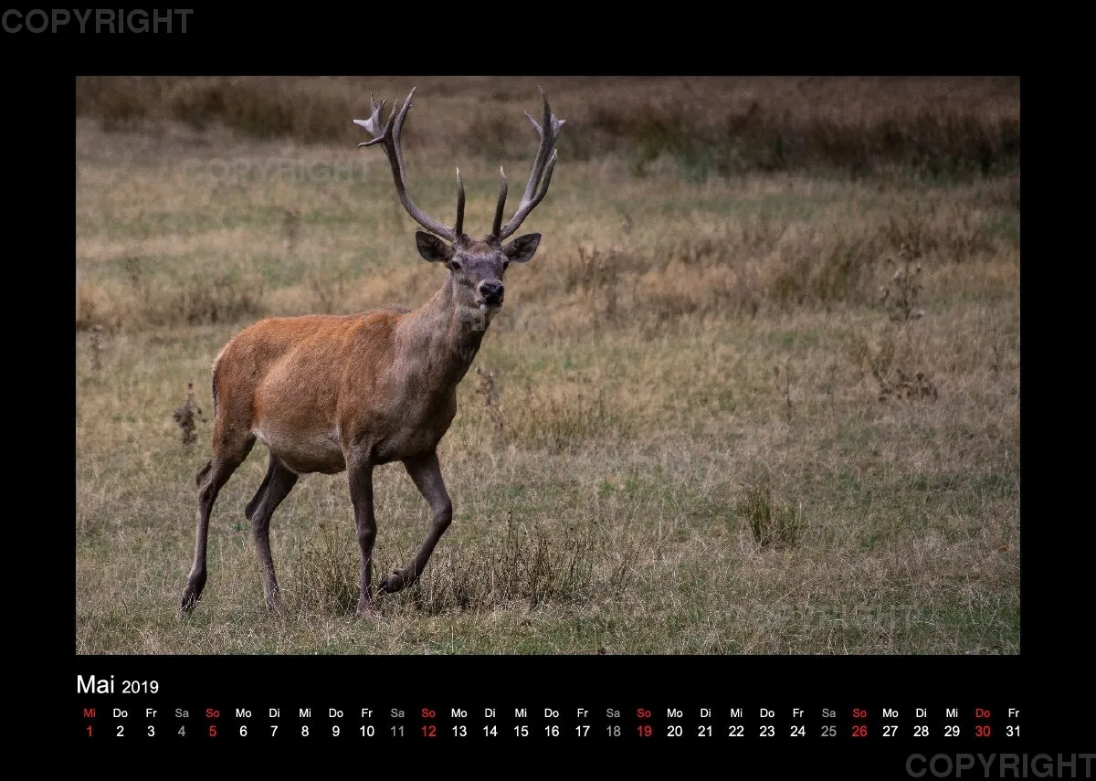Fotokalender Wild-und Wanderpark 2019