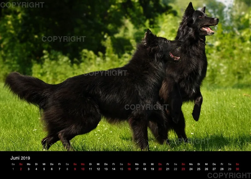 Groenendael