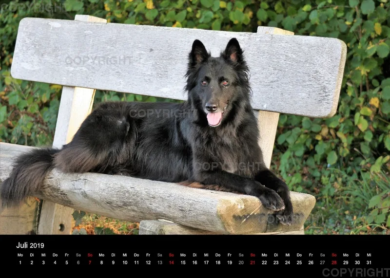 Groenendael