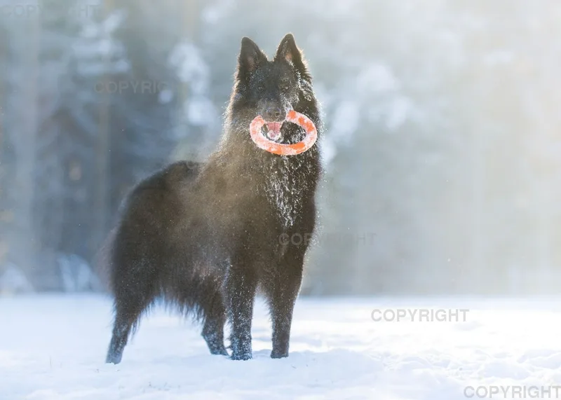 Groenendael