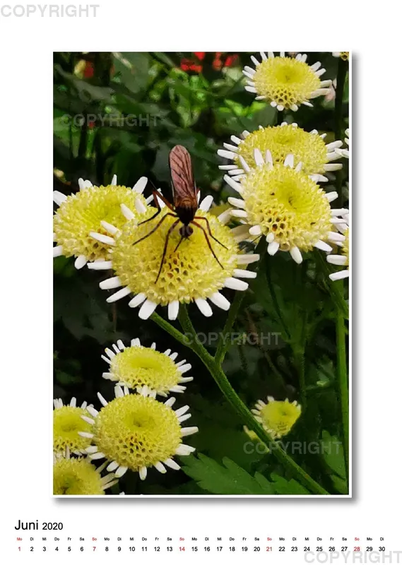 Wunderschöner Garten