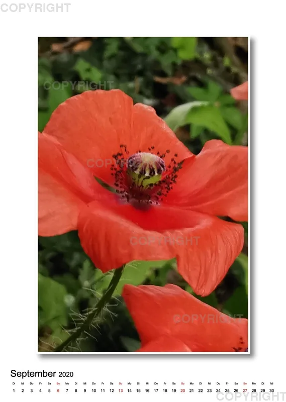 Wunderschöner Garten