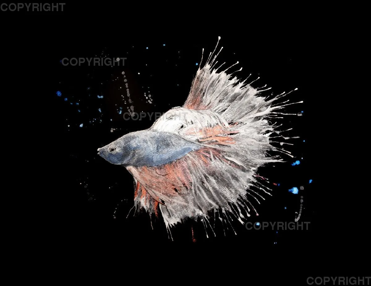 Leinwand / Betta Fish Blau-Rot 40 x 30cm