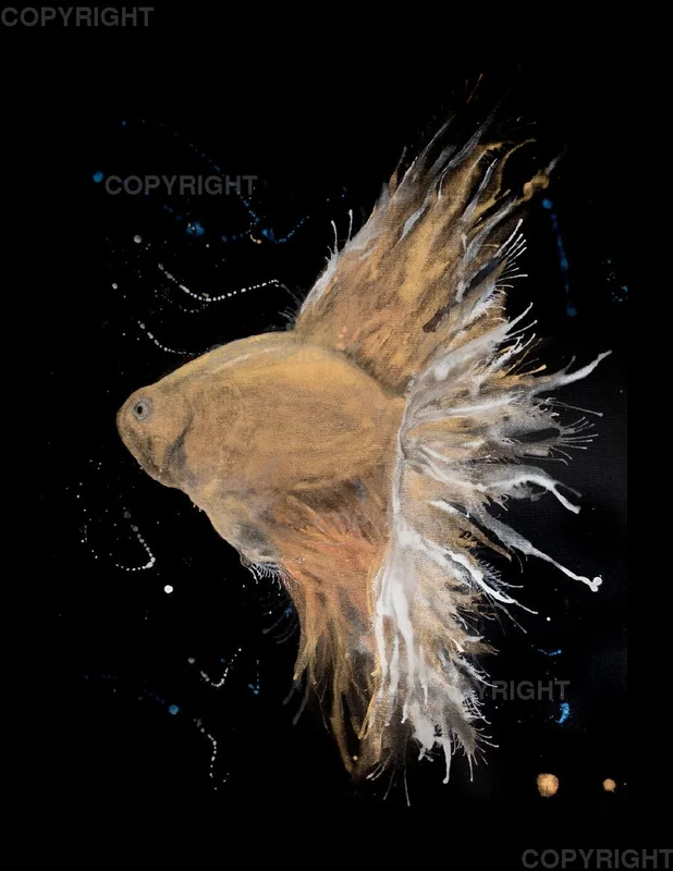 Leinwand / Golden Betta 30 x 40cm