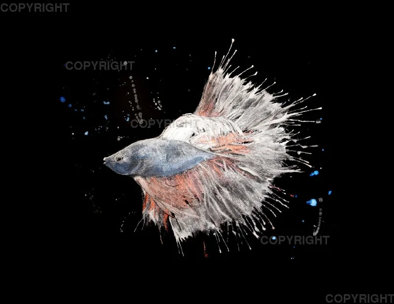 Leinwand / Betta Fish Blau-Rot 40 x 30cm