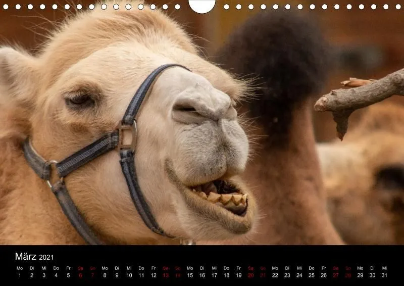 Tierkalender DIN A4