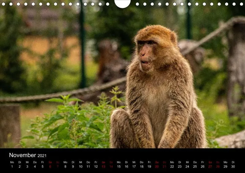 Tierkalender DIN A4