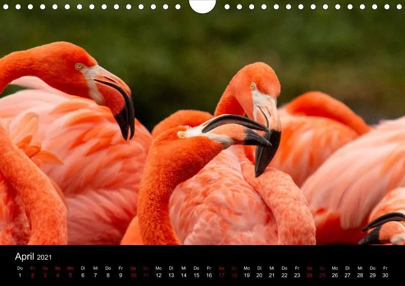 Tierkalender DIN A4