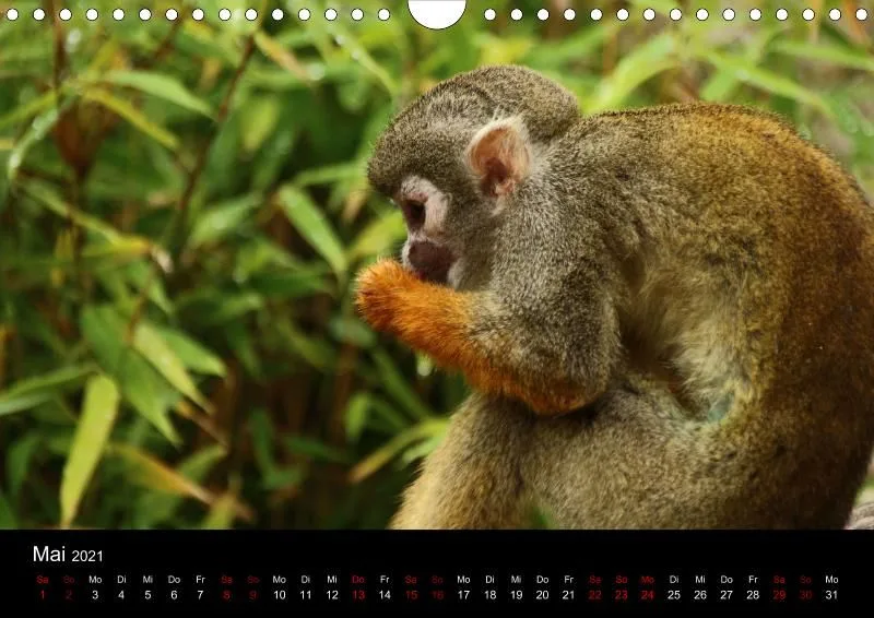 Tierkalender DIN A4