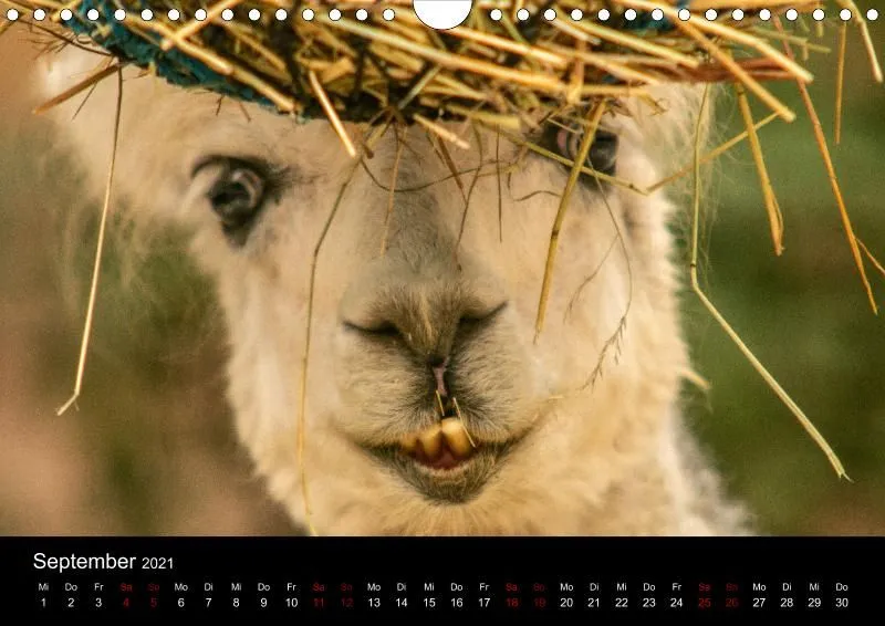 Tierkalender DIN A4