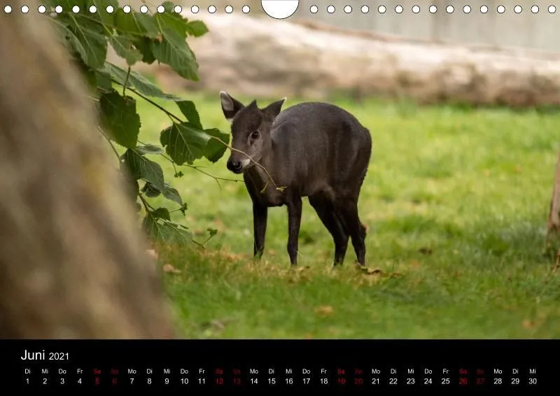 Tierkalender DIN A4