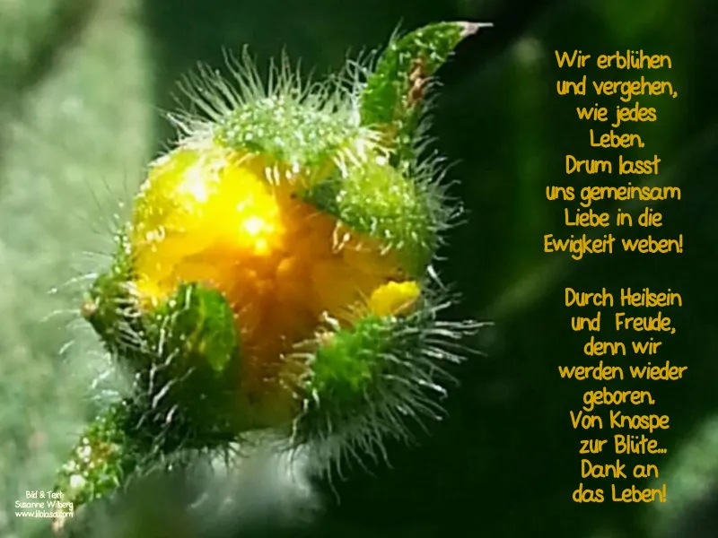 Projekt Nr. 19