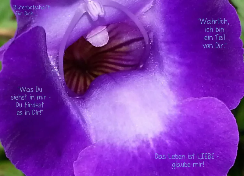 Projekt Nr. 54