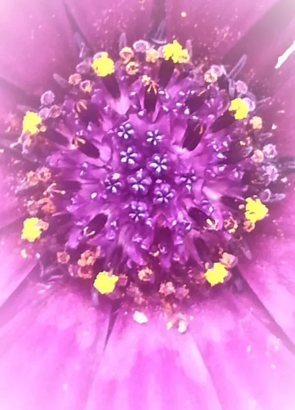Projekt Nr. 62