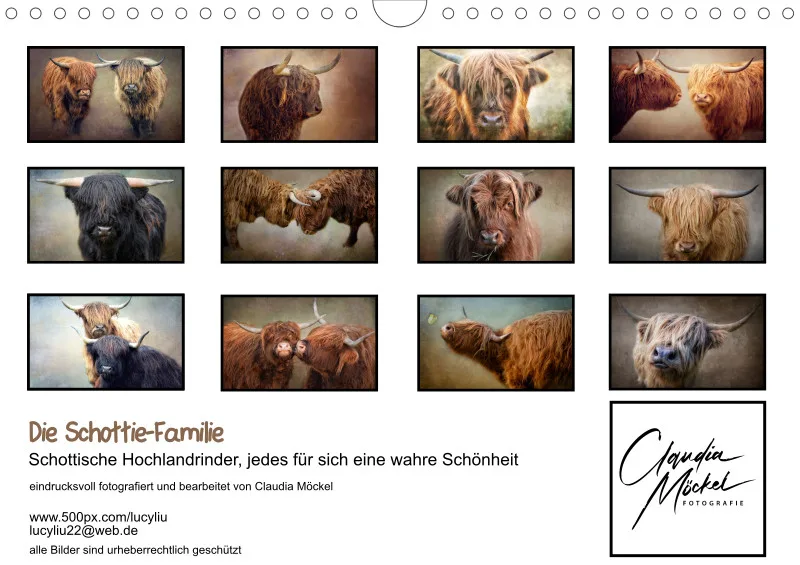 Hochlandrinder - Die Schottie Familie