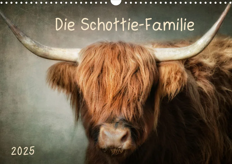 Hochlandrinder - Die Schottie Familie
