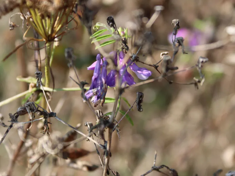 Farbtupfer Herbst