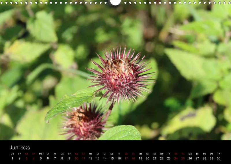 Die Natur im Spätsommer