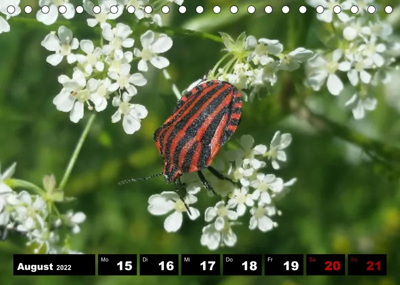 Natur Wochenkalender 2022
