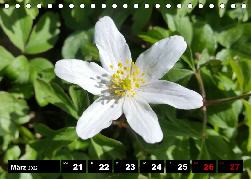 Natur Wochenkalender 2022