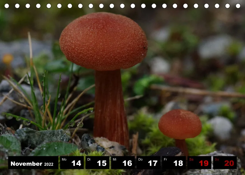 Natur Wochenkalender 2022