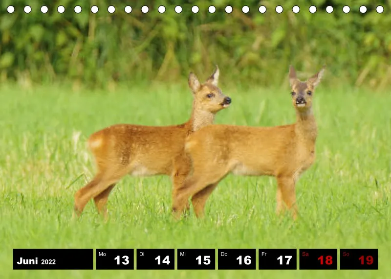 Natur Wochenkalender 2022